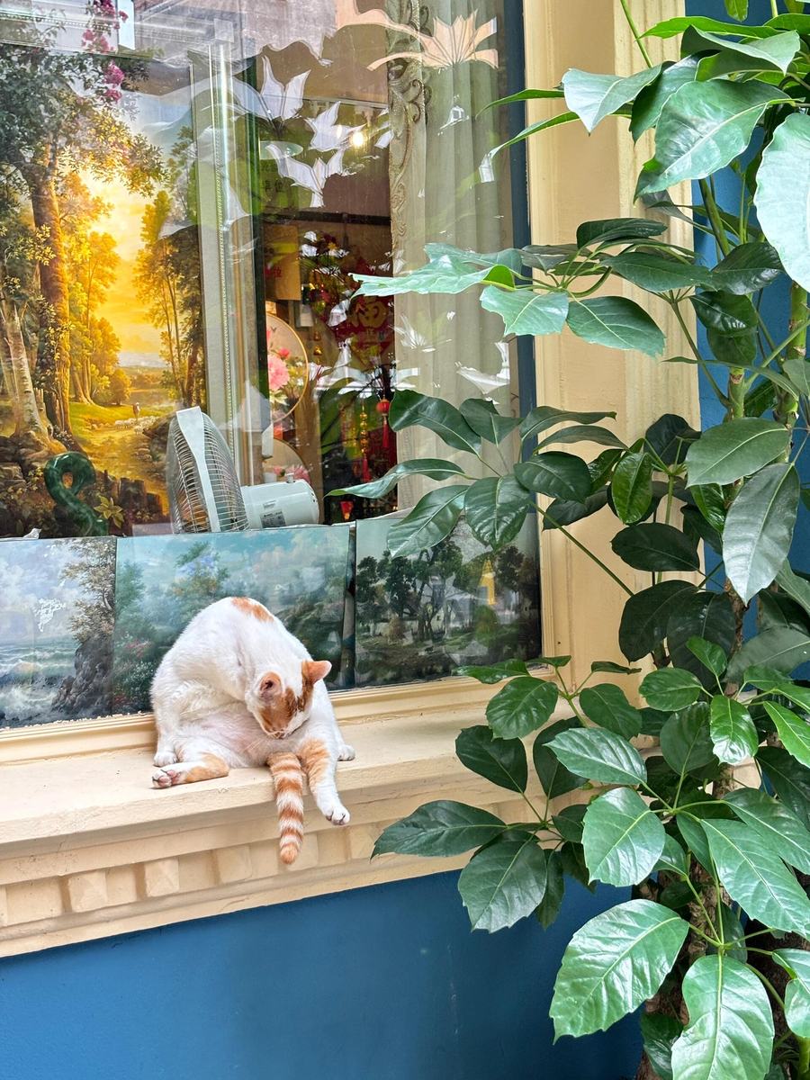 Landscape oil painting in a Dafen gallery window — the studio cat on duty